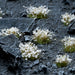 Gamers Grass - Shrubs and Flowers - White Flowers - Wild